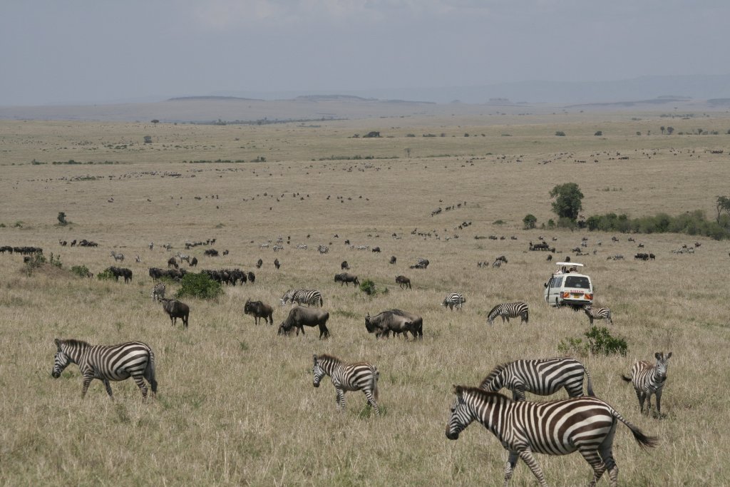 10-And more, also zebras. they are often together.jpg - And more, also zebras. they are often together